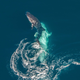 Imagen para el artículo titulado Capturan por primera vez el intento de apareamiento de un tiburón ballena (aunque no sale como el animal esperaba)